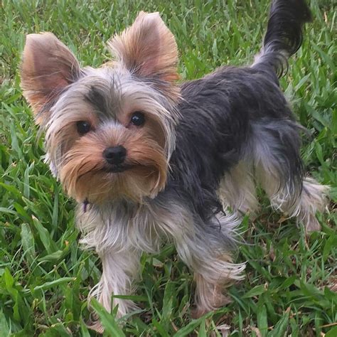 yorkshire terrier for sale los angeles